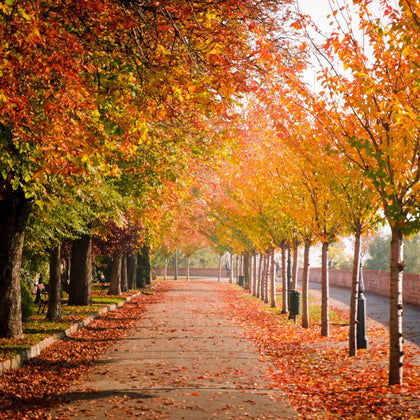 Fall - Simple Desert Designs